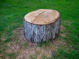 Mount Kisco, NY Tree Care Company