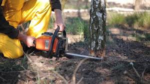 How Our Tree Care Process Works  in  Mount Kisco, NY